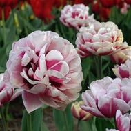 Tulip Pistache - Terrace Garden France