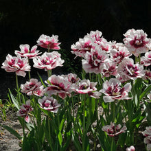 Load image into Gallery viewer, Tulip Pistache
