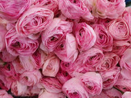 Ranunculus Romance 