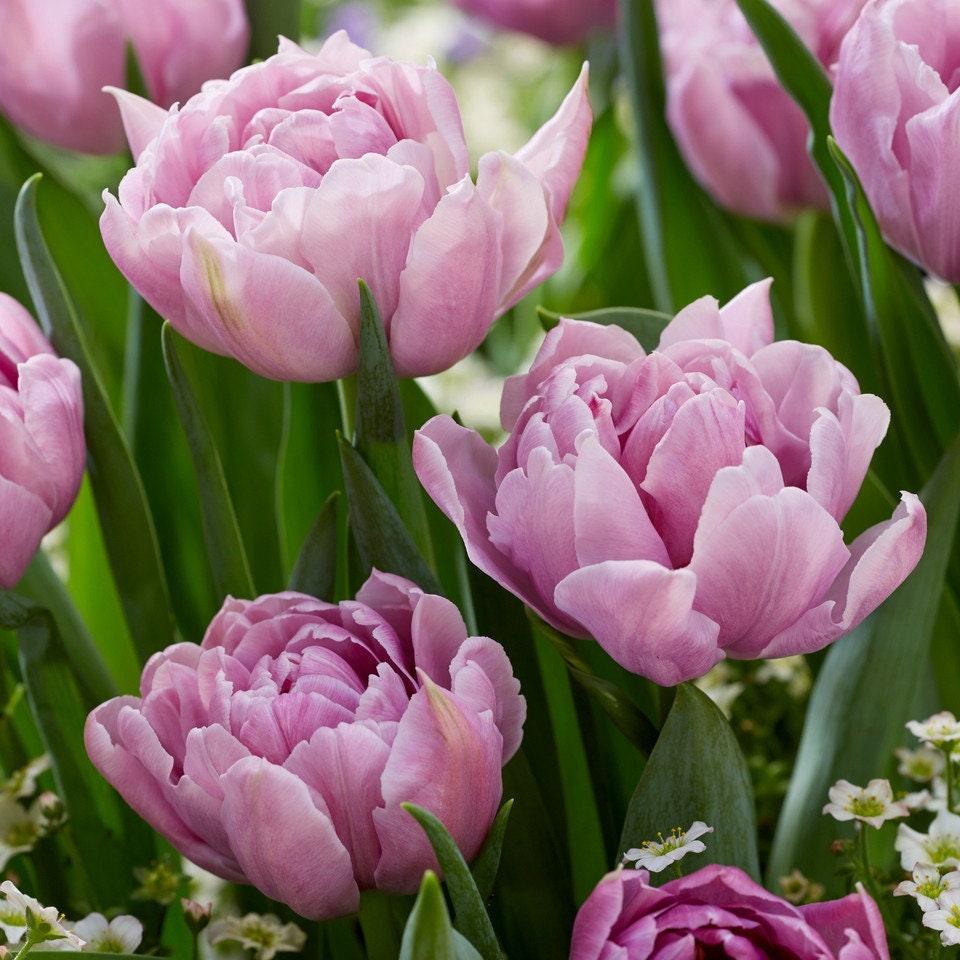 Tulip Katinka bulbs Double Late Flowering Tulips, lilac colored peony flowers