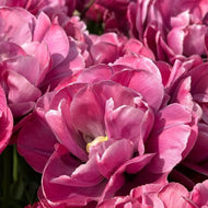 Tulip Rosy Diamond - Terrace Garden France