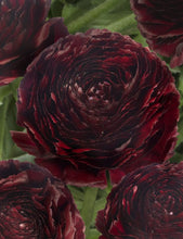 Load image into Gallery viewer, Ranunculus Romance &quot;Perigord&quot;
