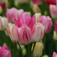 Tulip Dream Club - Terrace Garden France