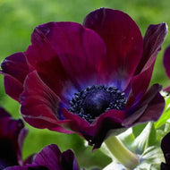 Anemone Meron 