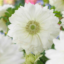 Load image into Gallery viewer, Anemone Fullstar White
