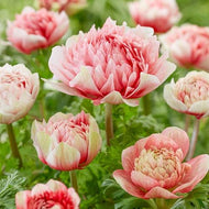 Anemone Fullstar Strawberry - Terrace Garden France