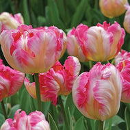 Tulip Silver Parrot - Terrace Garden France