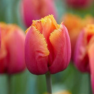 Tulip Louvre Orange bulbs - Terrace Garden France