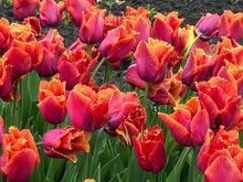 Load image into Gallery viewer, Tulip Louvre Orange bulbs
