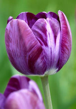 Charger l&#39;image dans la galerie, Tulip Columbine - Terrace Garden France
