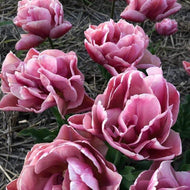 Tulip Pink Treasure - Terrace Garden France