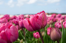 Load image into Gallery viewer, Tulip Rosy Diamond
