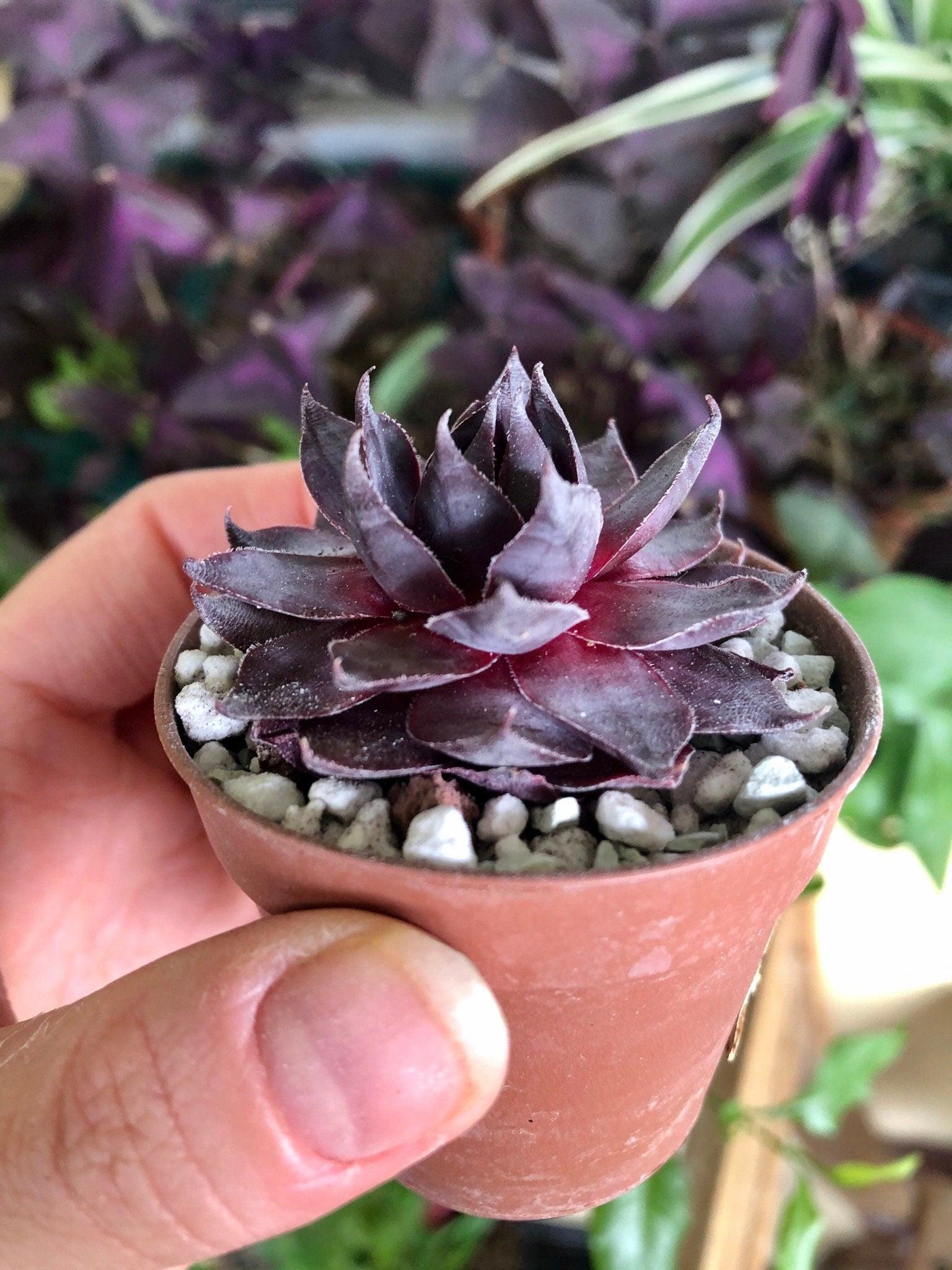 sempervivum succulent Sempervivum 