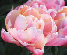 Load image into Gallery viewer, Tulip Pink Star
