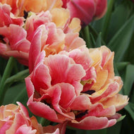 Tulip Verona Sunrise - Terrace Garden France