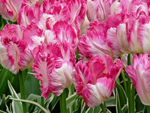 Load image into Gallery viewer, Tulip Silver Parrot
