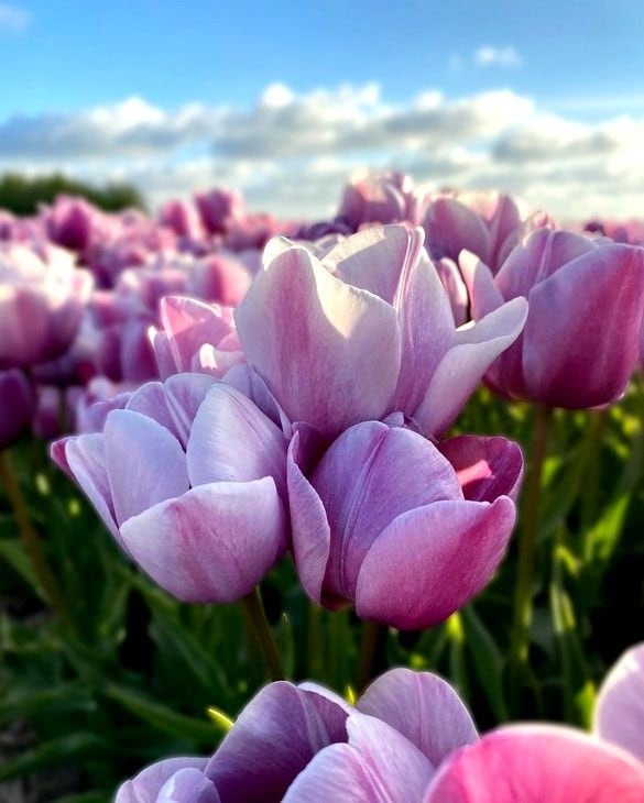 Tulip Blue Heaven