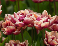 Tulip Wyndham - Terrace Garden France
