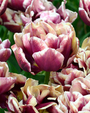 Load image into Gallery viewer, Tulip Wyndham

