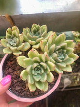 Load image into Gallery viewer, Echeveria Arje
