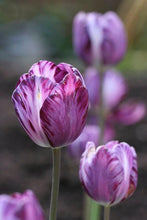 Charger l&#39;image dans la galerie, Tulip Columbine - Terrace Garden France
