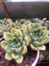 Load image into Gallery viewer, Echeveria Arje
