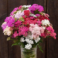 Yarrow 