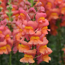 Load image into Gallery viewer, Snapdragon &quot;Potomac Dark Orange&quot;
