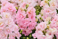 Snapdragon 
