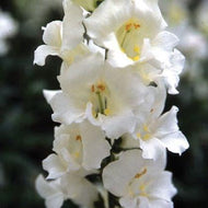 Snapdragon 