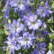 Load image into Gallery viewer, Larkspur &quot;Brisbane&quot; White with Blue Edge
