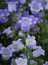 Load image into Gallery viewer, Canterbury Bells &quot;Champion Lavender&quot;
