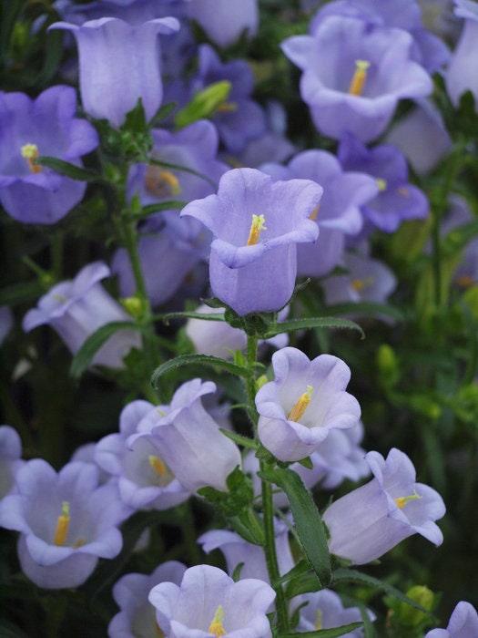 lavender bells plant Canterbury Bells "Champion Lavender"
