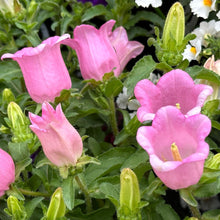 Load image into Gallery viewer, Canterbury Bells &quot;Champion Pink&quot;
