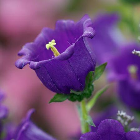 Canterbury Bells 