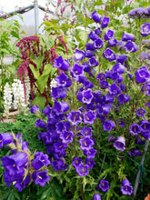 Load image into Gallery viewer, Canterbury Bells &quot;Champion Blue&quot;
