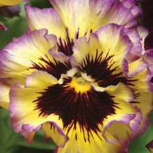 Load image into Gallery viewer, Pansy &quot;Frizzle Sizzle Lemonberry&quot;
