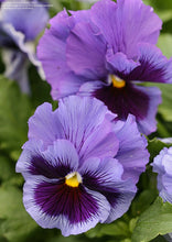 Load image into Gallery viewer, Pansy &quot;Frizzle Sizzle Blue&quot;
