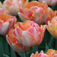 Tulip Foxy Foxtrot - Terrace Garden France