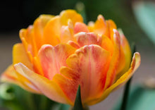 Load image into Gallery viewer, Tulip Foxy Foxtrot
