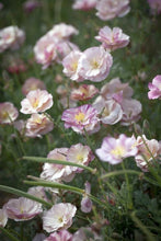 Load image into Gallery viewer, California Poppy &quot;Thai Silk Appleblossom Chiffon&quot;
