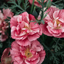 Load image into Gallery viewer, California Poppy &quot;Thai Silk Appleblossom Chiffon&quot;
