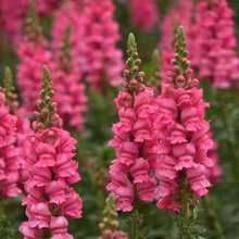 Load image into Gallery viewer, Snapdragon &quot;Potomac Dark Pink&quot;
