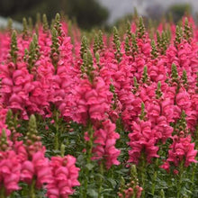 Load image into Gallery viewer, Snapdragon &quot;Potomac Dark Pink&quot;
