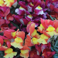 Snapdragon 