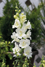 Load image into Gallery viewer, Snapdragon &quot;Twinny White&quot;
