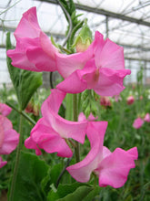 Load image into Gallery viewer, Sweet Pea &quot;Winter Sunshine - Rose&quot;
