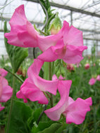 Sweet Pea 