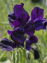 Load image into Gallery viewer, Sweet Pea &quot;Winter Sunshine - Navy&quot;
