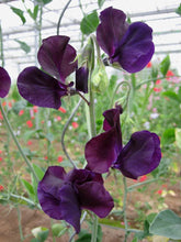 Load image into Gallery viewer, Sweet Pea &quot;Winter Sunshine - Navy&quot;

